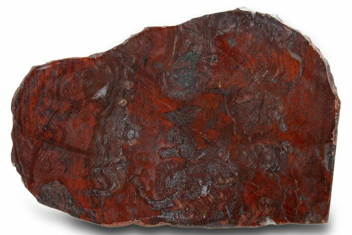 Polished Stromatolite (Collenia) Slab - Minnesota #311083